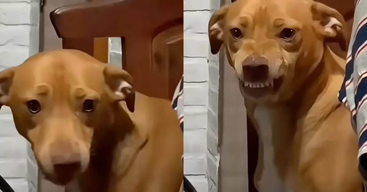 想入家門先過我這關！狗狗看到飼主男友秒變兇狠臉直接化身「嚴苛老爸」