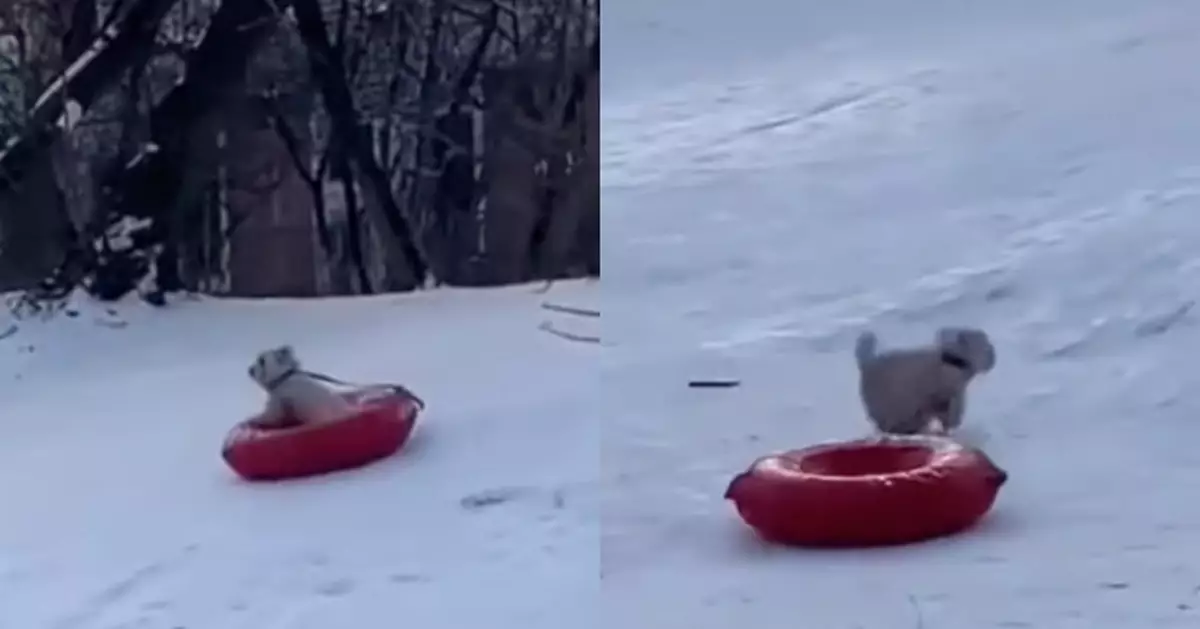 有片！小狗首體驗「滑雪圈」咬返不停來回滑 網民大呼：快樂都快溢出螢幕