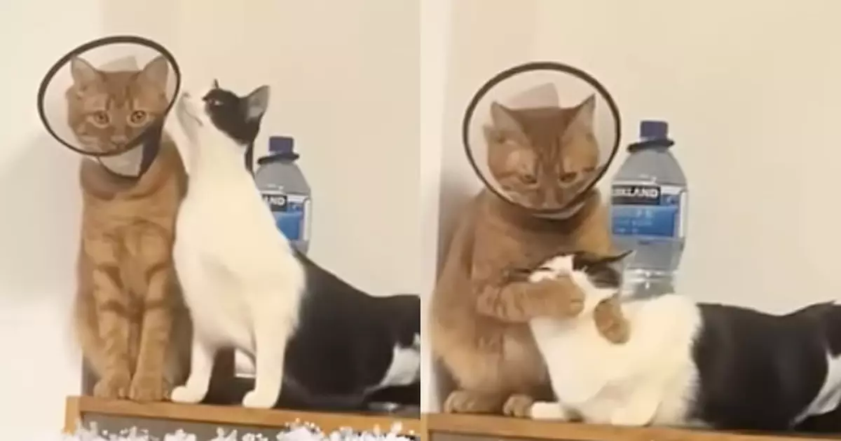 發情花母貓狂撩「已結扎橘貓」！橘貓忍無可忍出拳摀嘴：施主冷靜！