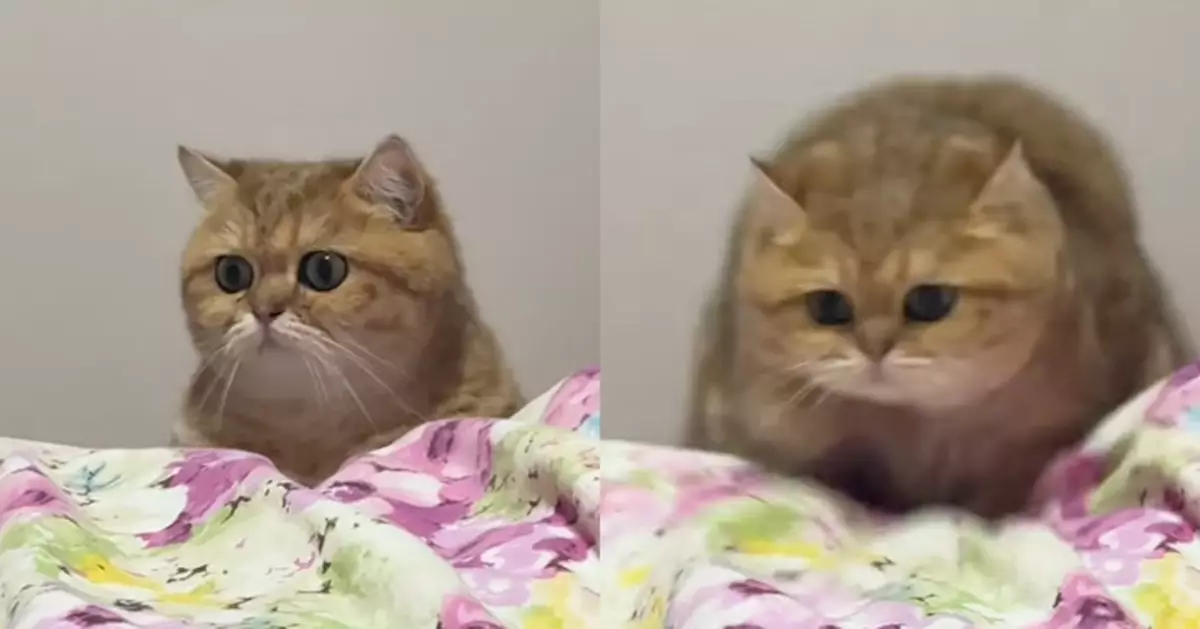 萌臉小橘貓對鏡頭賣乖 轉身驚變「超級坦克」 胖到塞爆螢幕 網民直呼受騙！