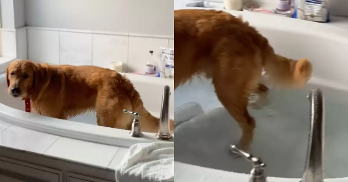 金毛自行開水喉沖涼 被主人撞見嚇得耳朵豎起 網民笑翻：太會享受了！