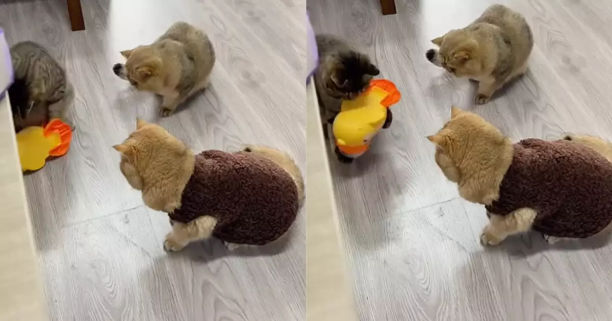 飼主買「藏食玩具」練耐心 虎斑貓抱起猛摔砸爛似摔角震驚同伴