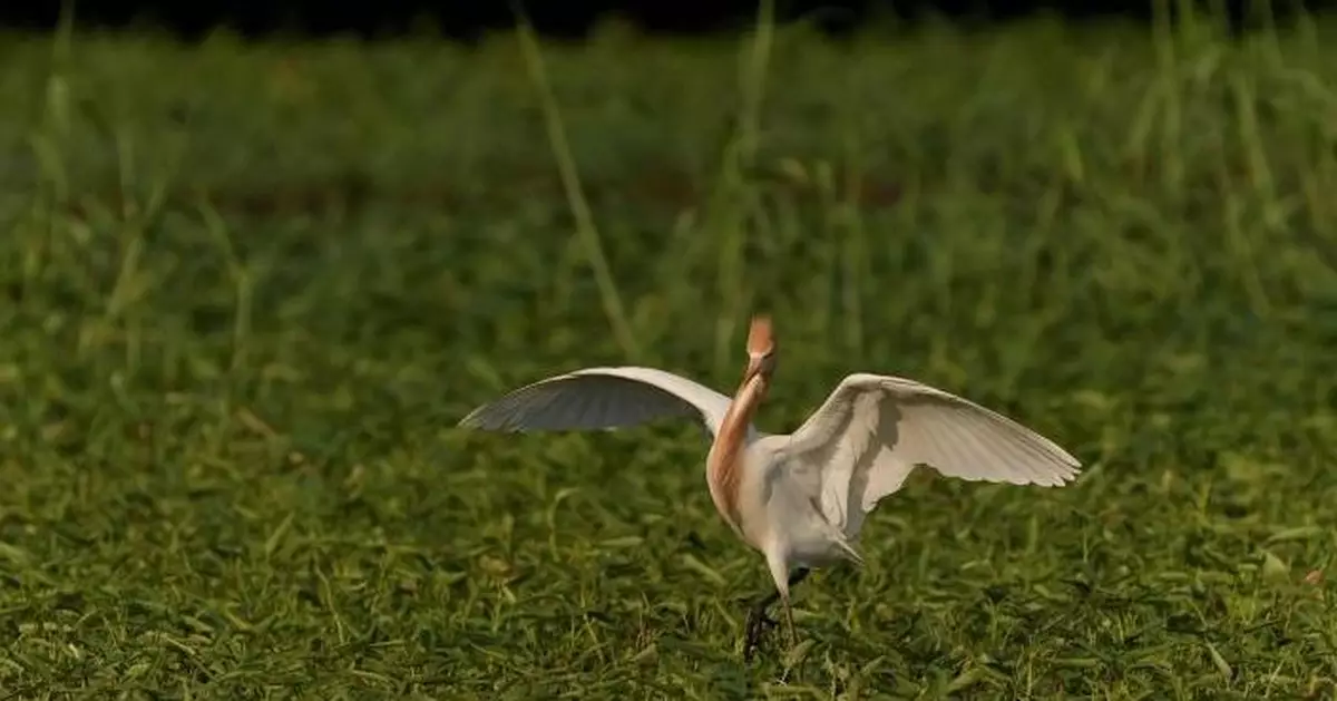 環保署：AI鳥類偵測系統與樹木掃描技術 可用於北都基建環評