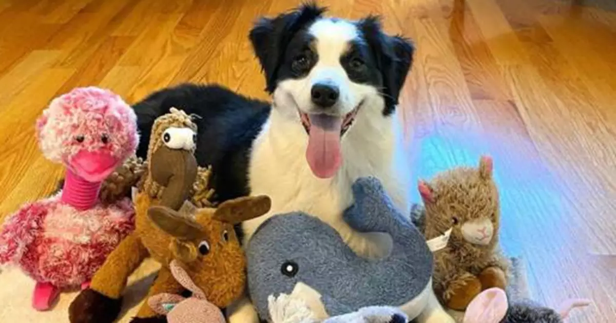 《科學》研究：具特殊天賦狗狗能「偷聽」人類對話學習玩具名稱 無需直接訓練