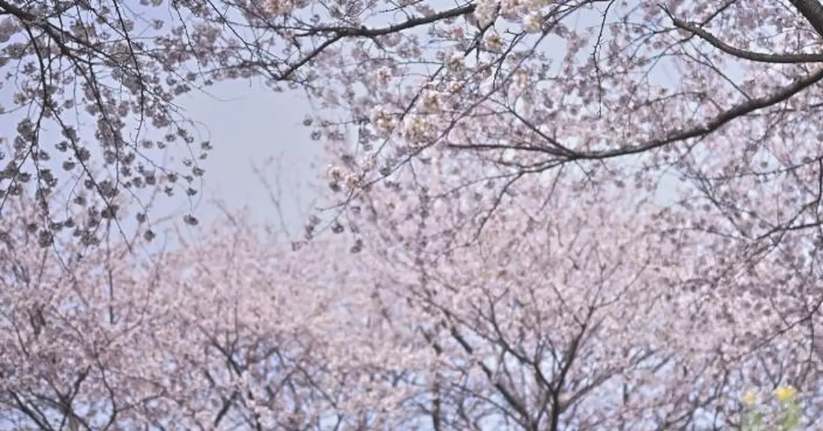 日本櫻花花期預測 或於3月21日從東京開始綻放