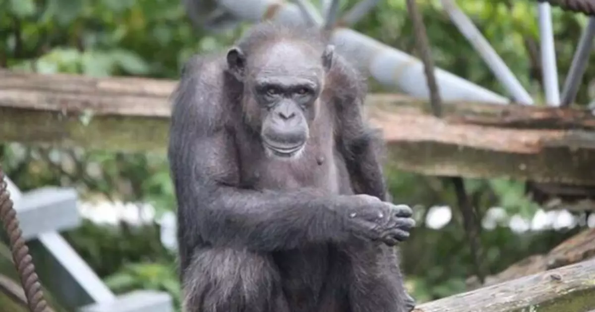 日本天才黑猩猩「愛」以49歲高齡辭世！能辨識逾百漢字、英文字母 成靈長類研究傳奇