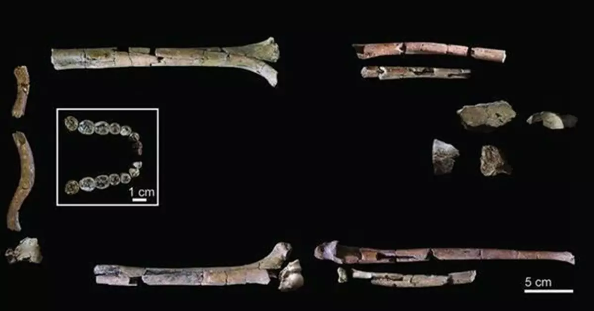 人類演化史重大發現！200萬年「能人」最完整化石出土  挑戰人類線性演化觀點