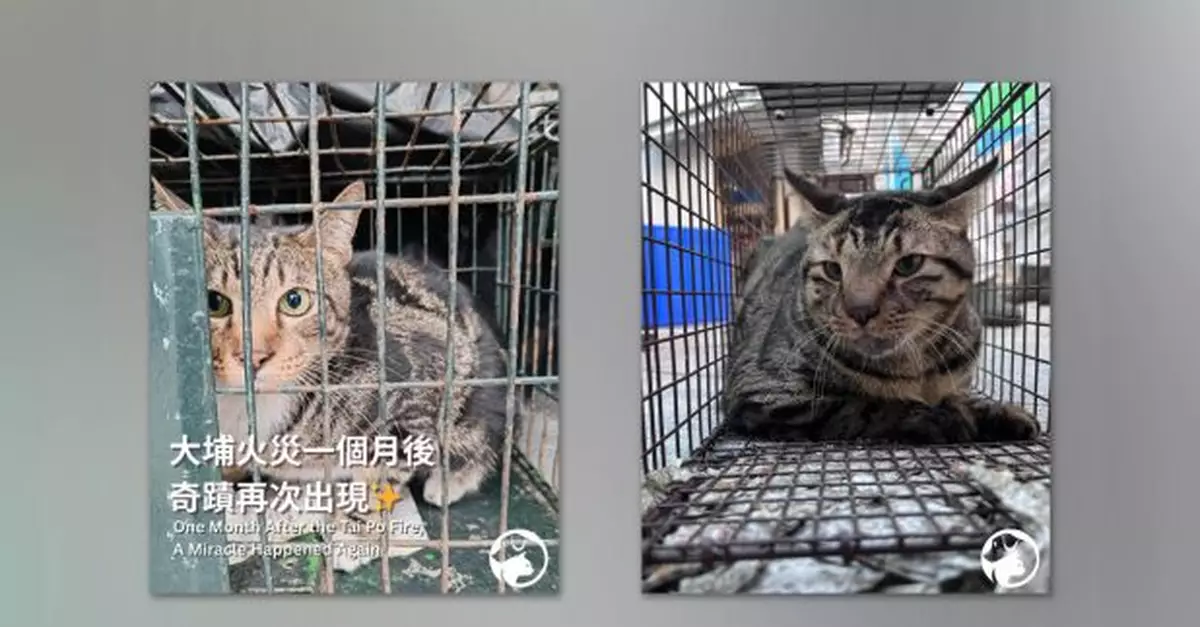 宏福苑五級火｜元旦及聖誕節宏仁閣尋回生還貓隻　愛協稱奇蹟　