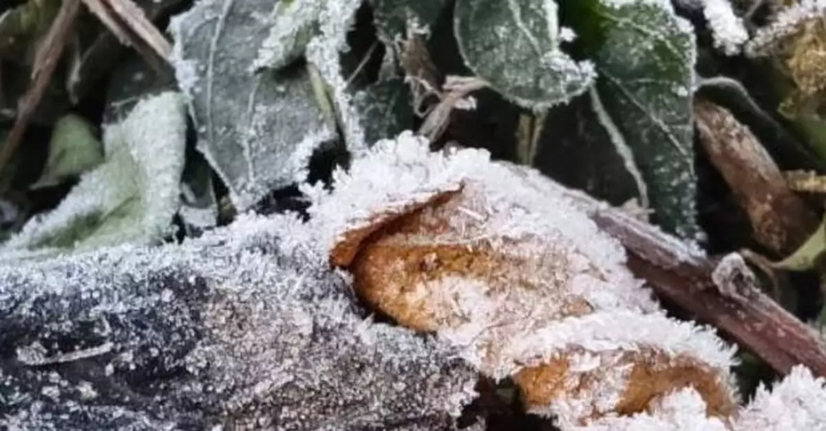 天文台稱今早再有市民在新界影到結霜　局部地區仍有機會出現結霜