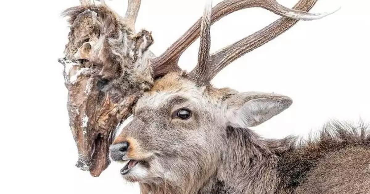 鹿角掛「死敵斷頭」驚悚相曝光 野生動物攝影大賽入圍作品揭大自然殘酷美