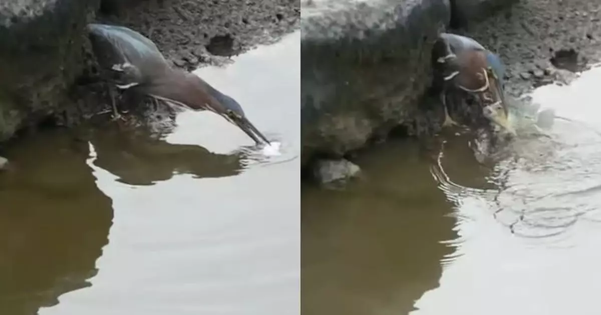 綠鷺「釣魚奇技」驚人 麵包作餌智擒大魚 網民：技術比我強