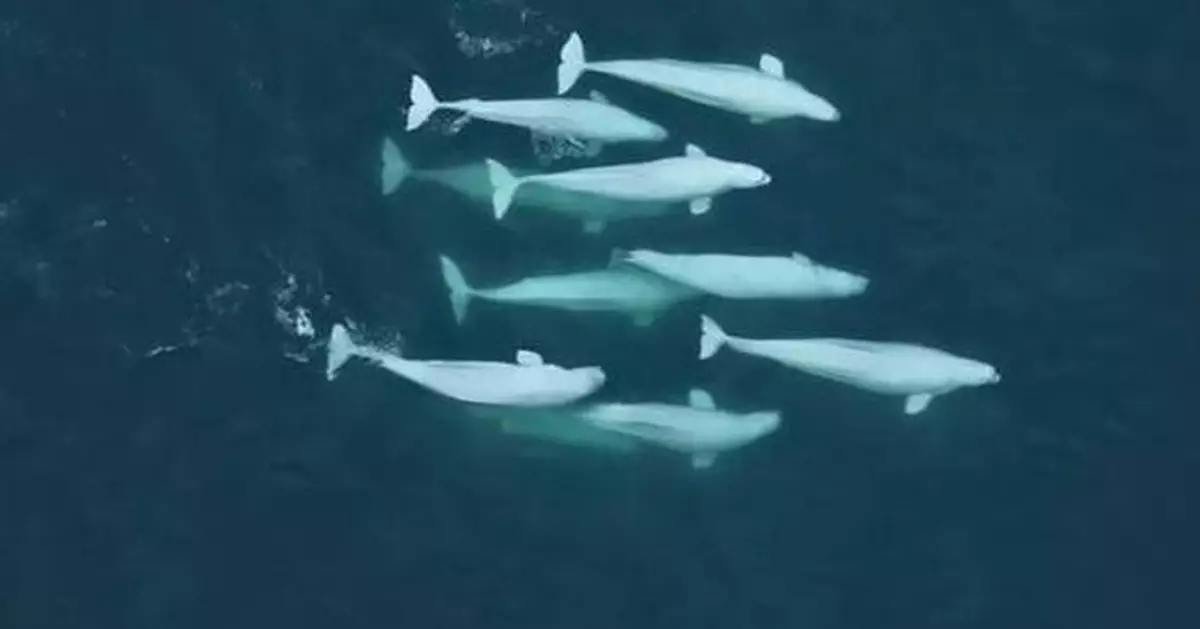 白鯨長壽基因密碼曝光 研究揭：靠配偶輪換構建強大遺傳屏障