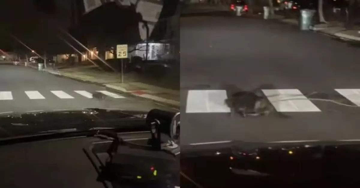 有片！河狸都識守交通規則？美警員深夜巡邏見牠乖乖沿斑馬線過馬路被萌翻