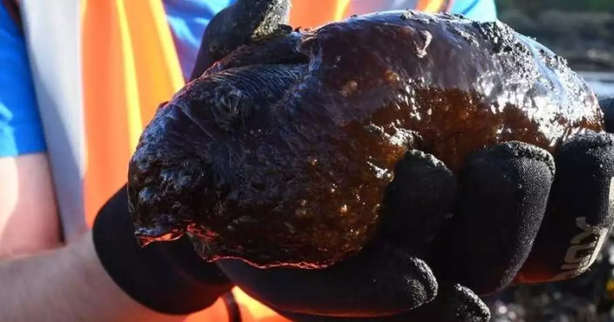 英海灘驚現神秘黑色軟體動物似「外星生物」 專家揭超罕見身份