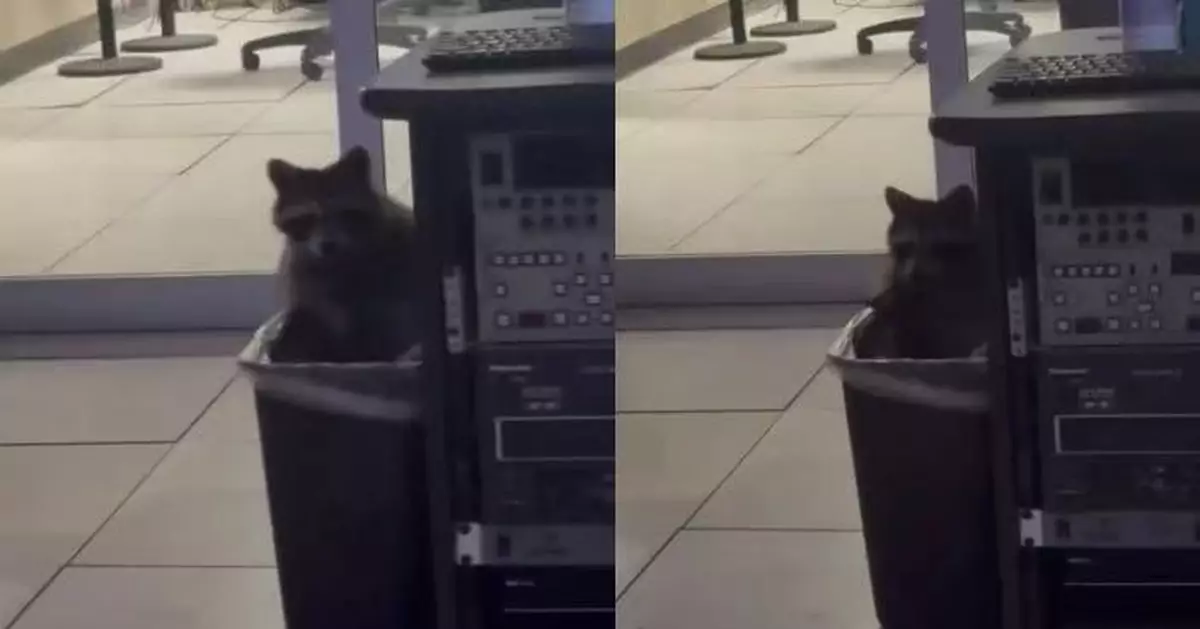 美浣熊疑避寒潛入電視台翻垃圾桶覓食 網民笑：幫牠辦入職手續