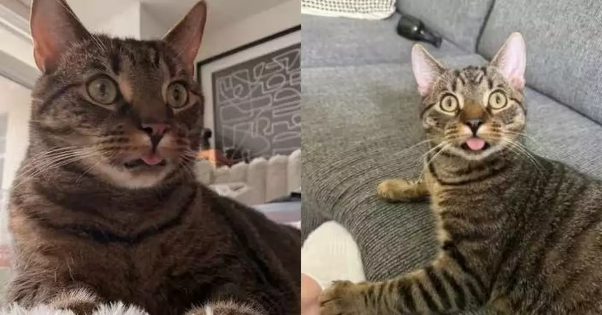 因「吐舌」爆紅 貓貓長年伸脷飼主憂健康出問題 獸醫揭爆笑成因