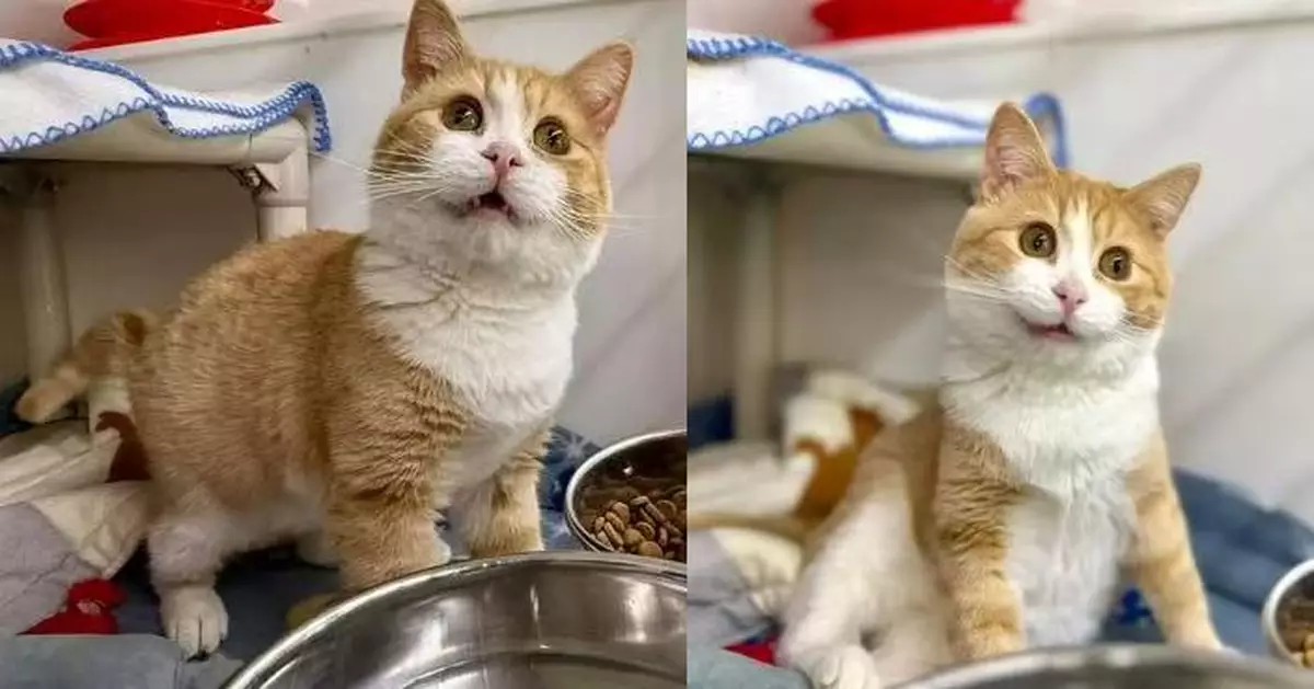 美收容所流浪貓憑天生「醜萌臉」 爆紅 成功被領養迎幸福生活