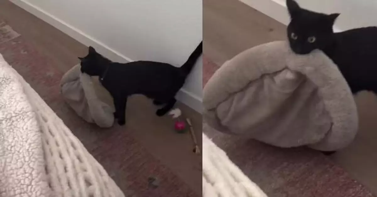 對貓毛過敏特別添置貓床 美國女飼主見黏人愛貓拖「小窩」上床哭笑不得