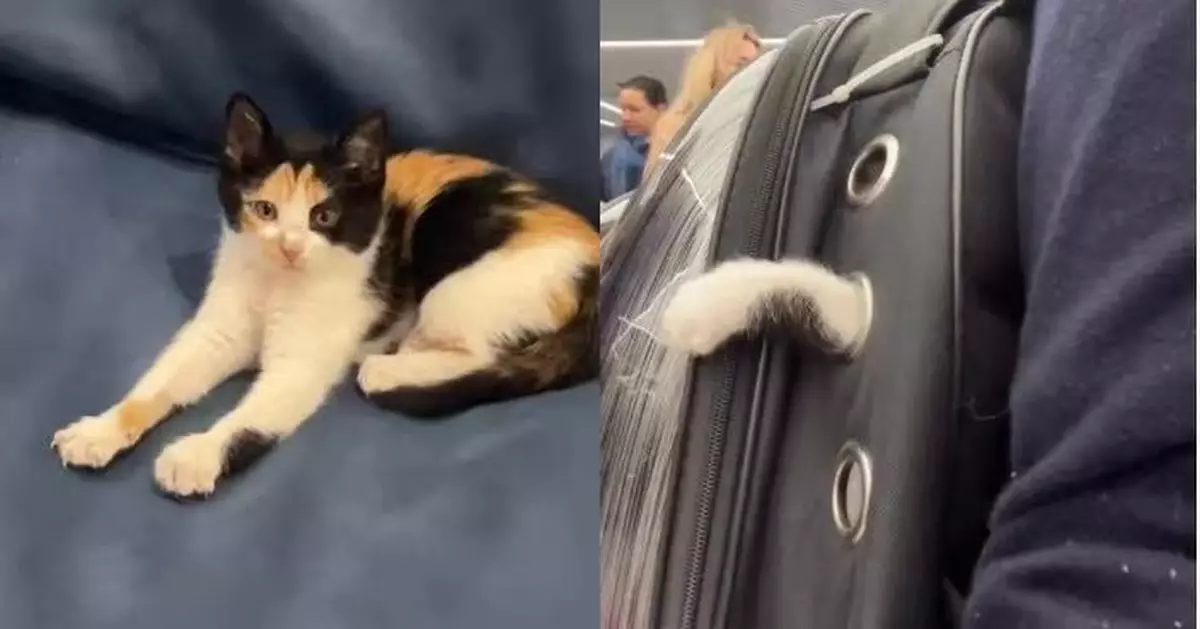 外出放風太好奇 三花貓從貓包側邊透氣孔伸爪揮舞「撈空氣」萌翻網民