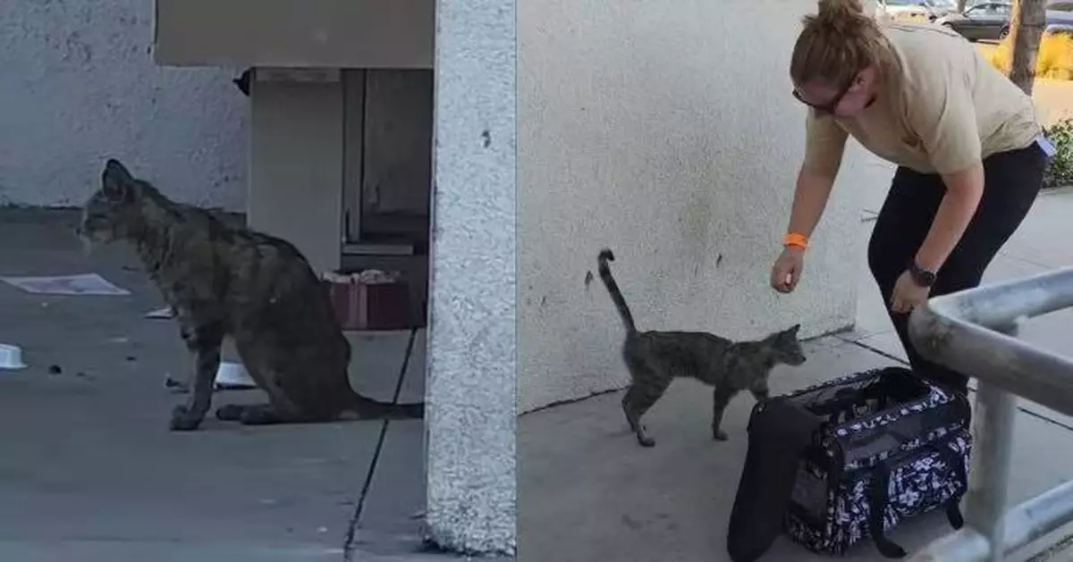 流浪小虎斑貓蜷伏商場角落無人理  好心女子伸援手助完成手術重獲健康