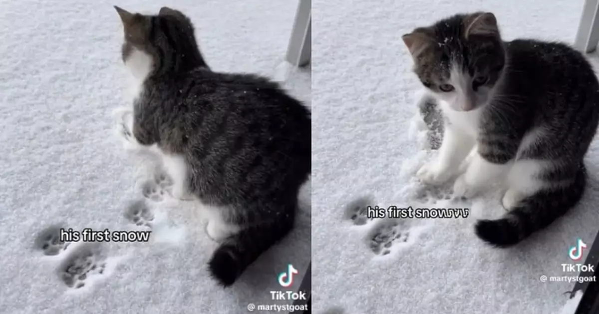 首次賞雪謹慎試探 可愛幼貓適應後興奮奔跑留「肉球印章」萌翻網民