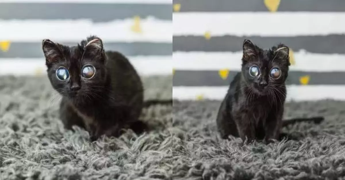 非AI生成！美收容所黑貓雙眼巨大似「玻璃珠」爆紅 背後藏心酸經歷