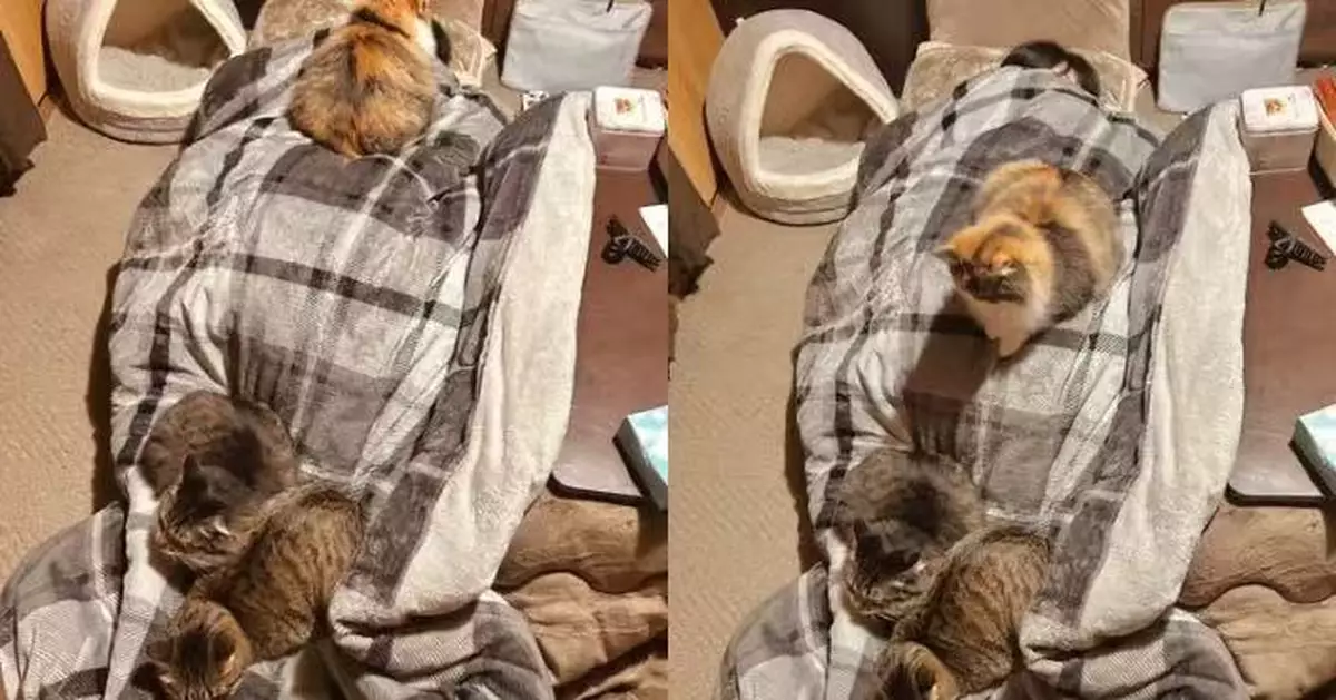 日女飼主發燒臥床被三貓齊窩身上取暖當「暖爐」勁無奈