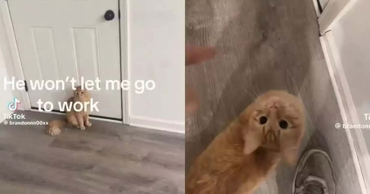 準備返工見家中橘貓嚴守門口 男子轉動門把即被貓爪拍打攔截哭笑不得