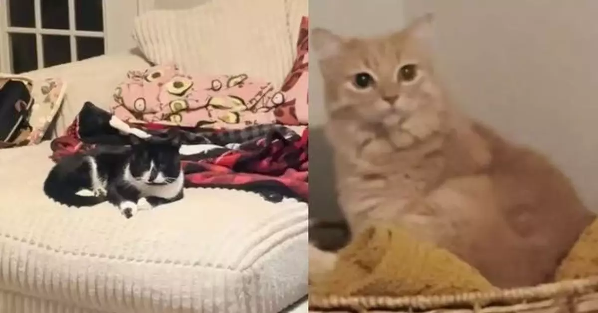 飼主暴風雪天收留流浪貓 原住民橘貓見對方霸梳化歎暖氣露不悅神情