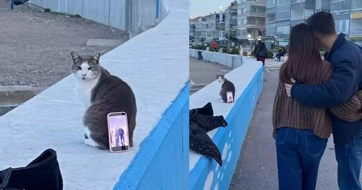 被男女遊客當自拍「手機支架」 土耳其流浪貓回頭露不悅神情笑翻眾人
