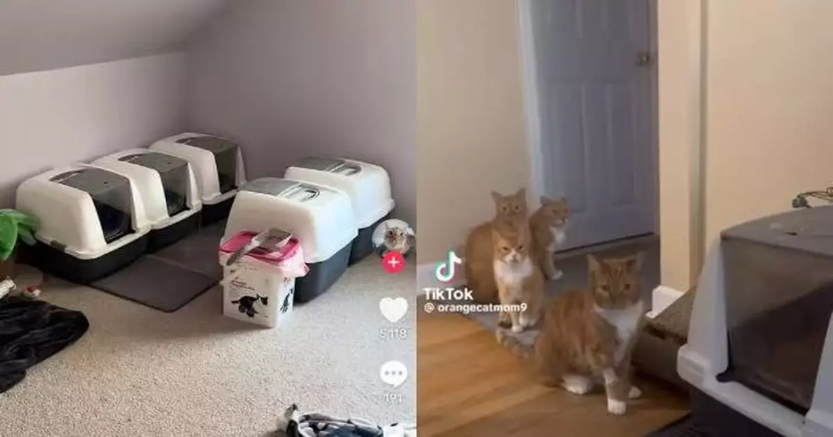 家有8個貓砂盆卻愛擠同一個 4橘貓乖巧排隊等如廁令飼主哭笑不得