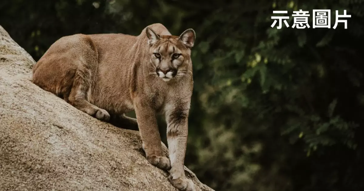 家禽家貓接連失蹤疑郊狼闖屋 美國女屋主設陷阱追查意外捕獲巨大美洲獅