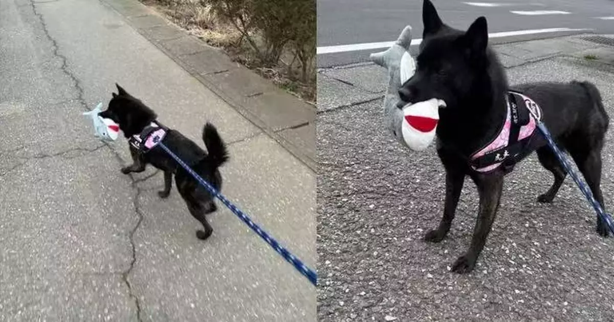 外出散步必叼鯊魚公仔炫耀 狗狗步行逾1小時仍拒鬆口萌翻網民