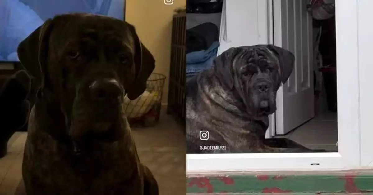 遭愛犬「詭異凝視」 女飼主憂其生病帶去睇獸醫意外揭自己懷孕