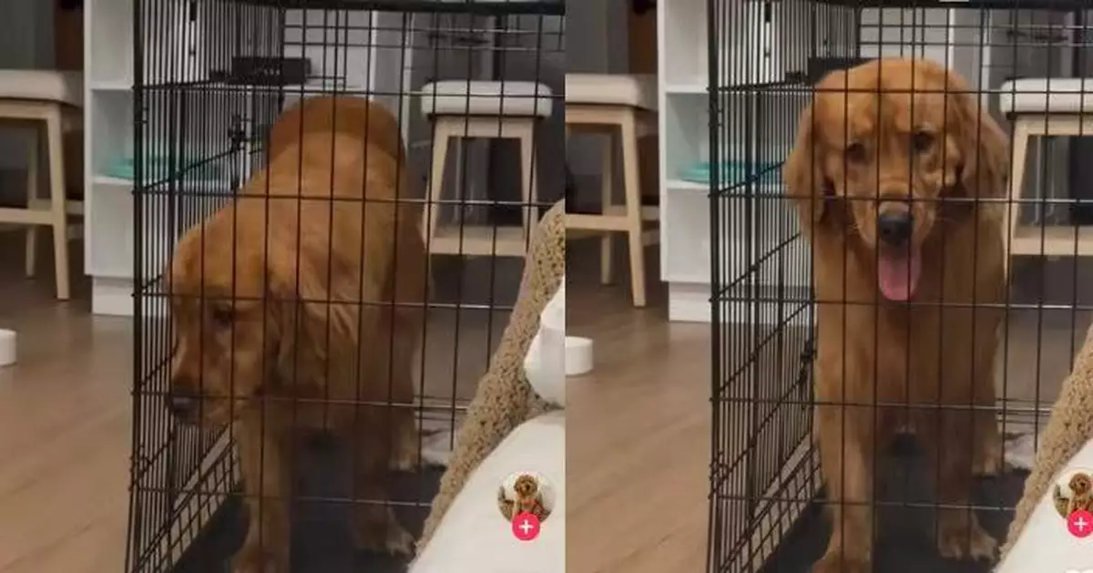 不知身後門敞開 黃金獵犬以為受困籠內露委屈表情求救 飼主哭笑不得