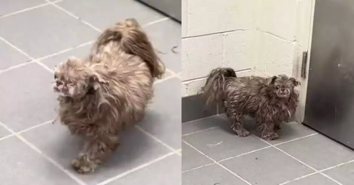 頭毛被剃光身上超蓬鬆 狗狗比例失衡變電影角色 寵物美容師都驚呆