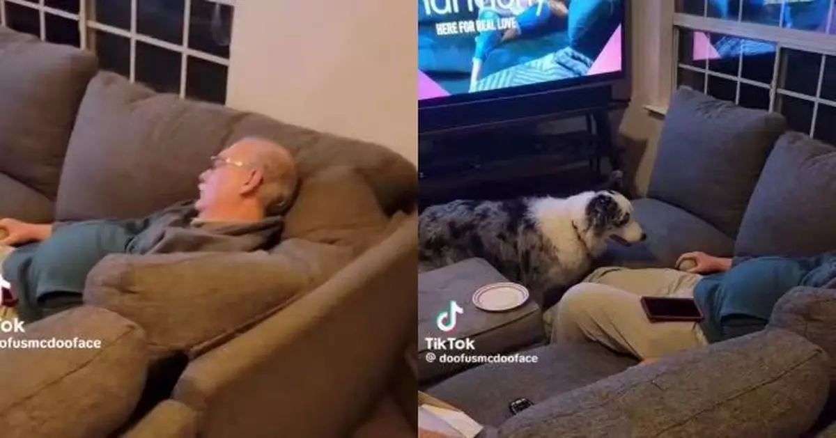 約好玩球卻見爺爺熟睡 邊境牧羊犬不吠叫反守梳化旁耐心等待獲讚懂事