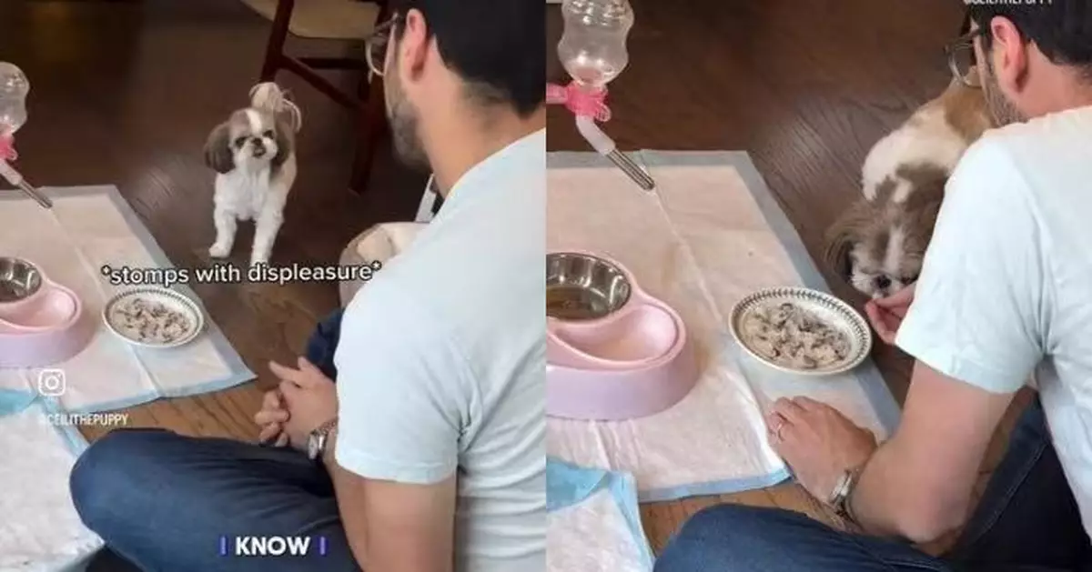 腸胃不適拒食特製餐 挑嘴西施犬聽飼主說「1關鍵字」即乖乖進食