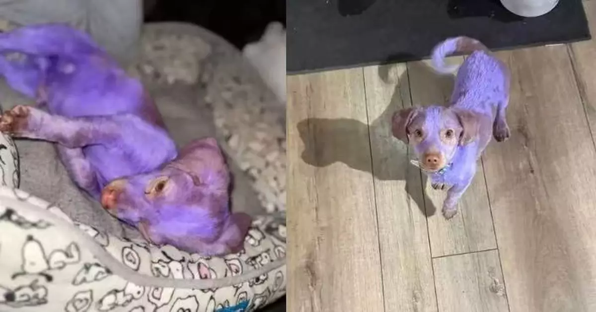 紫色狗仔洛杉磯街頭遊走疑遭毒染料塗染 獲救後重拾健康覓得新家