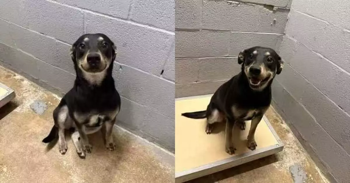 因年邁主人入院被送收容所 小狗憑「含淚燦笑照」獲關注成功覓新家