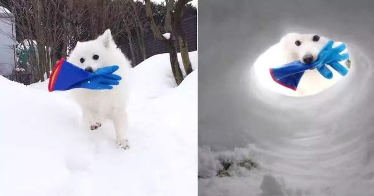 修補雪屋遇愛犬叼手套「支援」 日飼主伸手準備接過卻遭拒絕哭笑不得