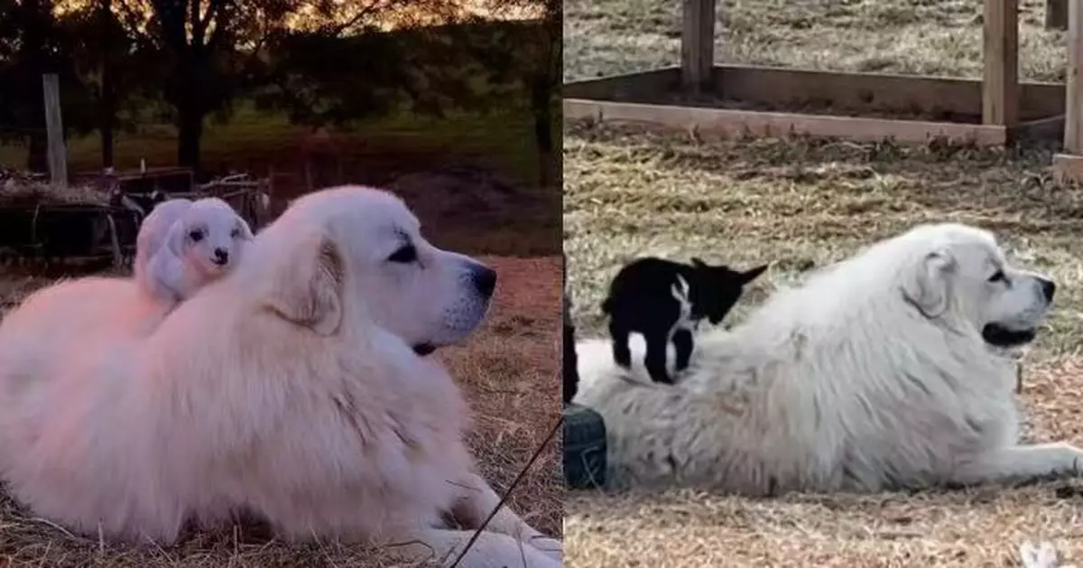 最萌拍檔！美農場小山羊依偎大比利牛斯犬入睡撒嬌 療癒畫面曝光