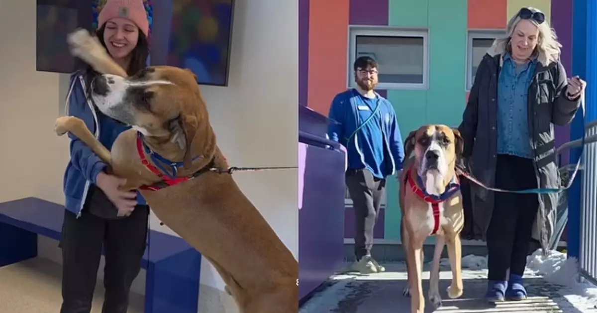 等1個月終獲領養 美大丹犬臨別前逐一「擁抱」收容所職員溫馨道別