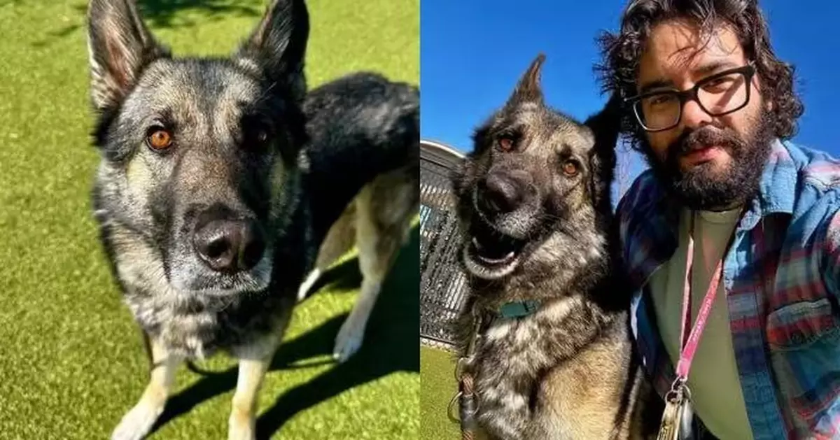 外表高大卻極度怕人 美收容所狼犬見人即蜷縮成一團勁惹憐