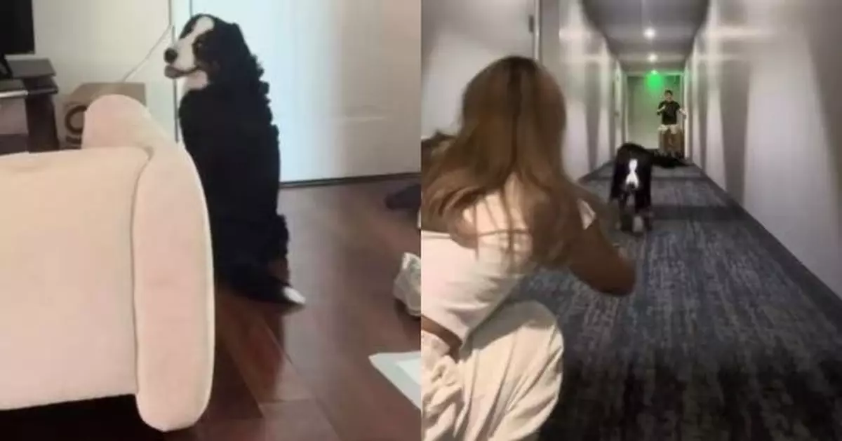 伯恩山犬與分別1個月女飼主重逢 興奮衝刺狂撒嬌 溫馨畫面曝光！