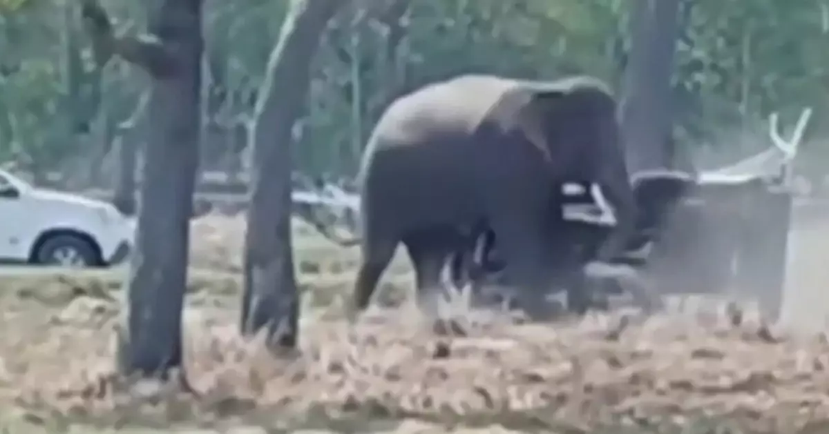 疑受催促情緒失控 泰19歲雄象交配時發狂襲擊飼主致肺部破裂