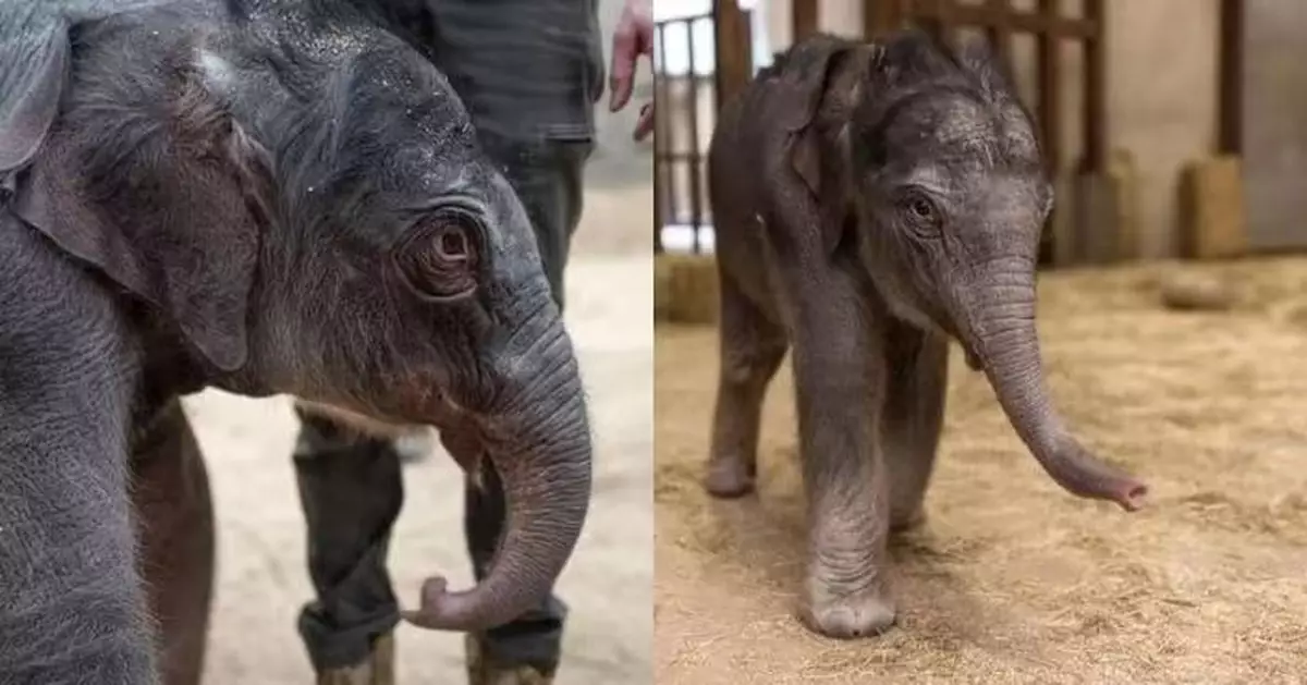 美動物園時隔25年首迎亞洲象BB 瀕危族群注入新希望