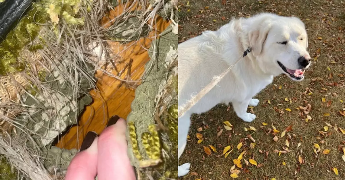 搬入逾70年老宅 加女因愛犬咬爛地毯意外發現「完好硬木地板」