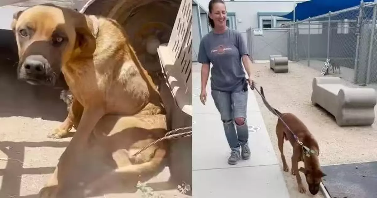 被綁荒野廢車旁逾1個月瘦成「皮包骨」 狗狗奇蹟獲救後被收容所職員收養