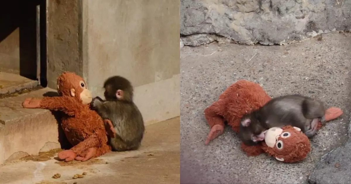 自幼遭棄缺母愛 日馬騮仔緊抱猴公仔努力融入猴群惹人憐